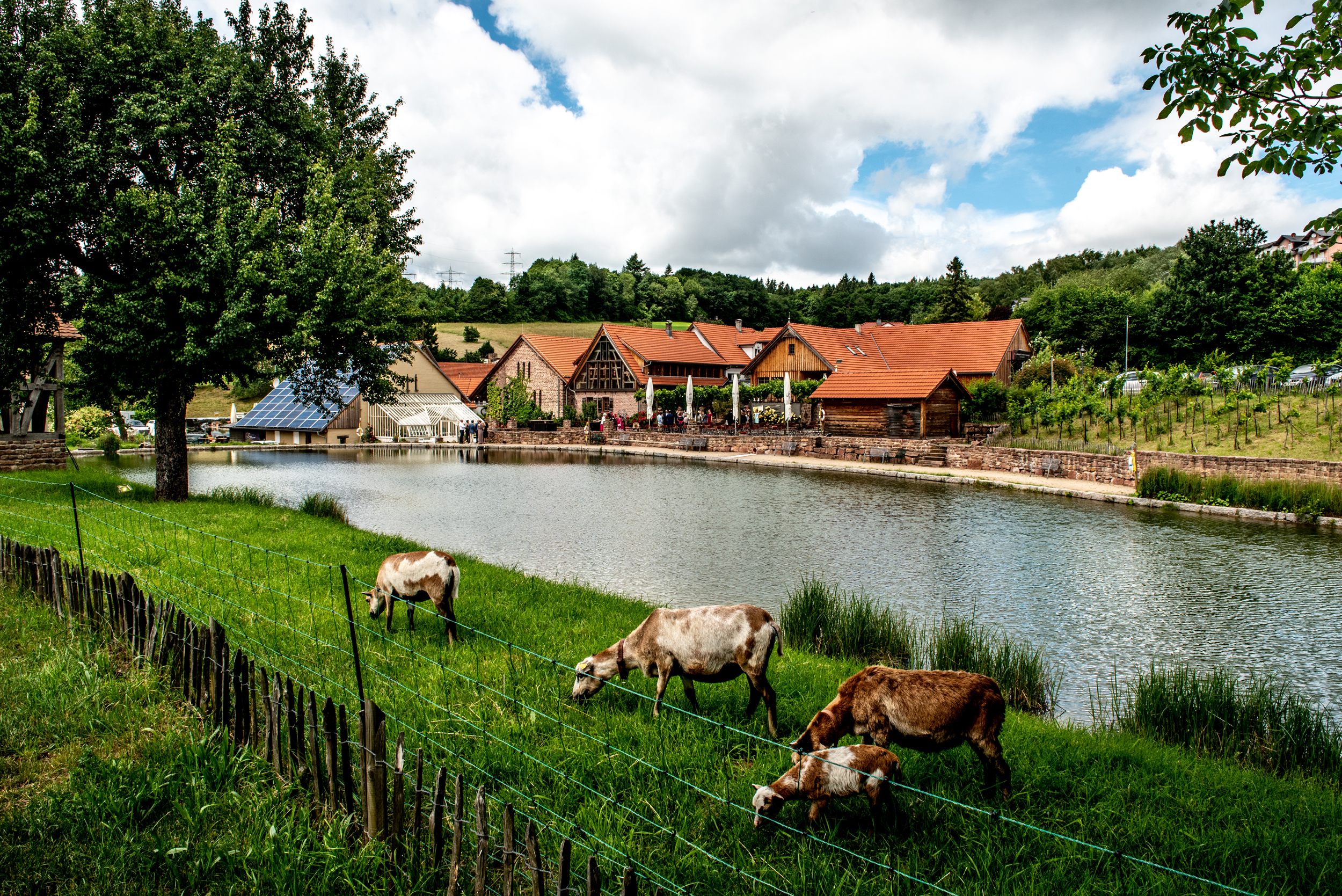 Hochzeitsfotos auf dem Landgut Lingental