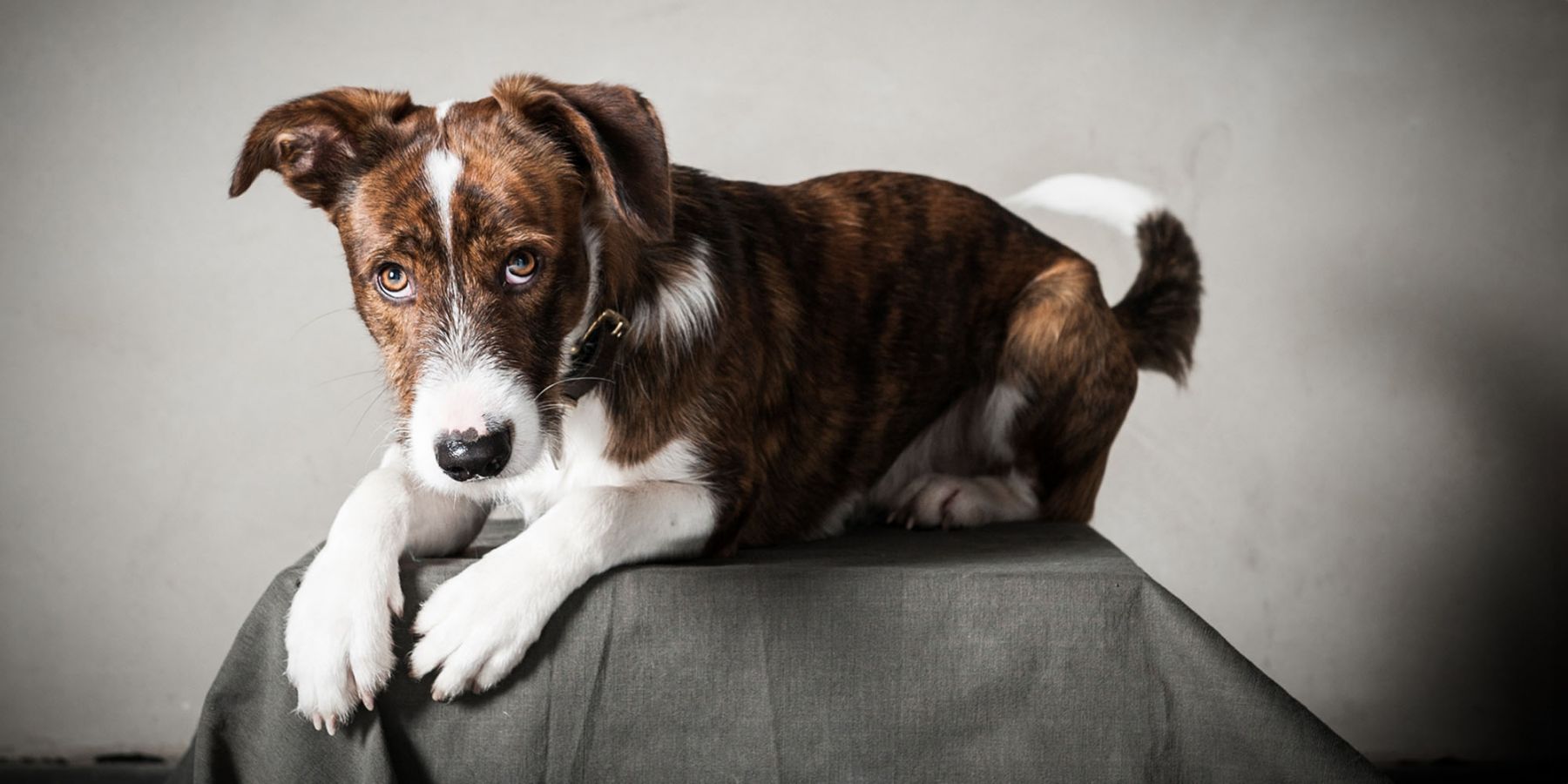 Hundefoto